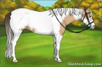 Horse Color:Amber Champagne Tobiano Frame