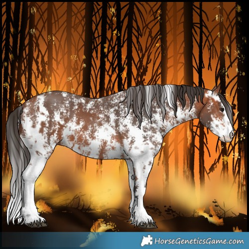 Horse Color:Bay Sabino and Bay Sabino