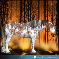 Horse Color:Bay Sabino  and Bay Sabino 