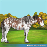 Horse Color:Bay Sabino  and Bay Sabino 