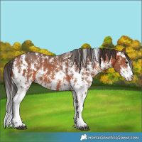 Horse Color:Bay Sabino and Bay Sabino