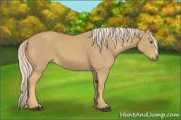 Horse Color:Unknown 