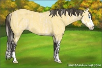 Horse Color:Perlino Roan Splash and Buckskin Roan Splash