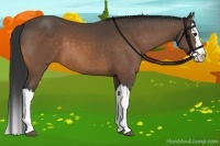 Horse Color:Buckskin Splash 