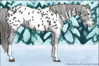 Horse Color:Smoky Blue Roan Splash Appaloosa 