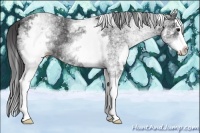 Horse Color:White Spotted Smoky Black Splash Rabicano