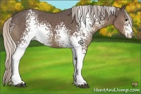 Horse Color:White Spotted Silver Black