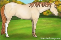 Horse Color:Amber Champagne Pearl 