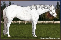 Horse Color:Brown Appaloosa Rabicano 