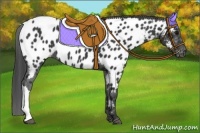 Horse Color:Black Near Leopard