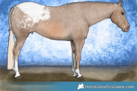 Horse Color:Chocolate Palomino Tobiano Appaloosa