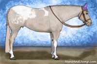 Horse Color:Chocolate Palomino Tobiano Appaloosa