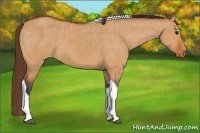 Horse Color:Bay Dun Tobiano Appaloosa 