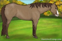 Horse Color:Liver Red Dun Splash