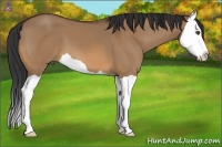 Horse Color:Bay Dun Splash 