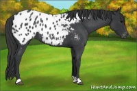 Horse Color:Blue Roan Appaloosa