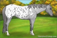 Horse Color:Blue Roan Appaloosa Rabicano 