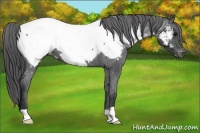 Horse Color:Blue Roan Near Fewspot 