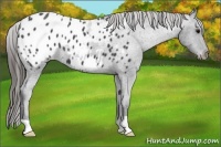 Horse Color:Blue Roan Appaloosa 