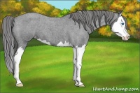 Horse Color:Blue Roan Splash Appaloosa