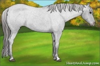 Horse Color:Blue Roan Appaloosa Rabicano 