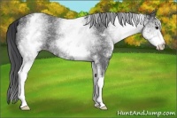 Horse Color:White Spotted Blue Roan 
