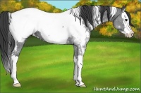 Horse Color:White Spotted Blue Roan Splash Appaloosa Rabicano