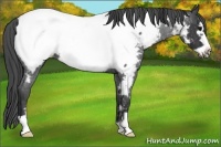 Horse Color:Blue Roan Frame Near Fewspot 