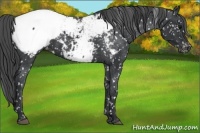 Horse Color:Black Appaloosa