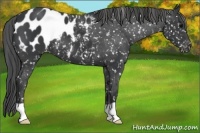Horse Color:Black Appaloosa