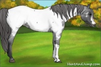 Horse Color:Blue Roan Appaloosa