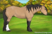 Horse Color:Buckskin 