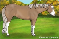 Horse Color:Palomino Splash 