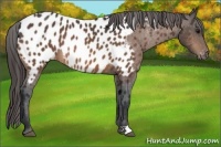 Horse Color:Bay Appaloosa 