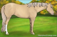 Horse Color:Gold Cream Champagne 