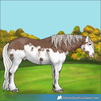 Horse Color:Silver Black Splash