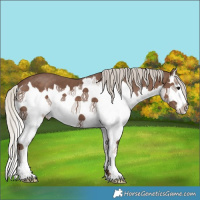 Horse Color:Silver Black Splash