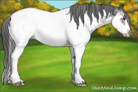 Horse Color:Black Splash Appaloosa 