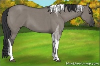 Horse Color:Grullo Roan Tobiano 