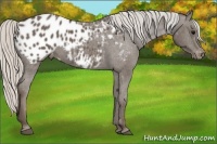 Horse Color:Silver Black Blanket 