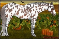 Horse Color:Bay Roan Appaloosa 
