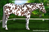 Horse Color:Bay Leopard 