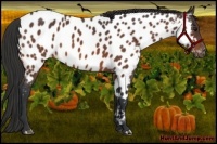 Horse Color:Bay Roan Near Leopard 