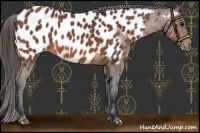 Horse Color:Bay Roan Near Leopard 