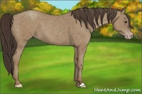Horse Color:Classic Champagne