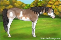 Horse Color:Bay Sabino Splash