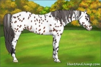 Horse Color:Bay Appaloosa