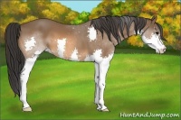 Horse Color:Bay Splash 