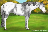 Horse Color:White Spotted Black Snowcap 