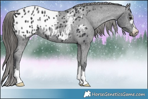 Horse Color:Black Appaloosa Rabicano 